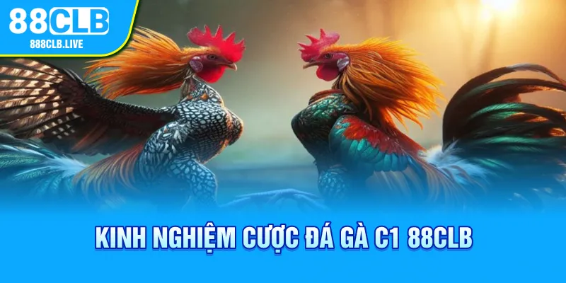 Kinh nghiệm cược đá gà C1 88CLB