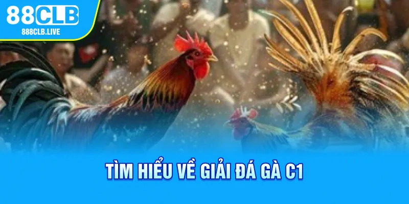 Tìm hiểu về giải đá gà C1