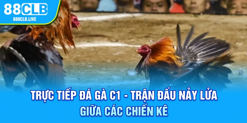 Đá gà C1