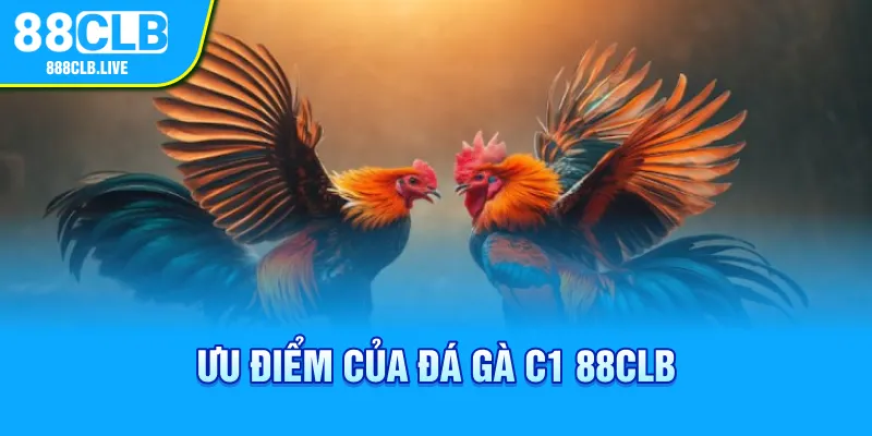 Ưu điểm của đá gà C1 88CLB