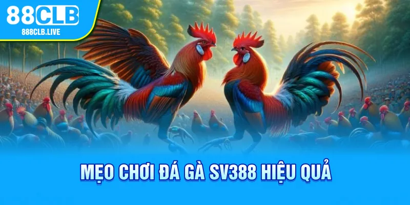 Mẹo chơi đá gà SV388 hiệu quả