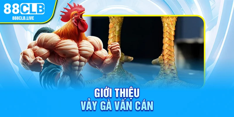 Giới thiệu vảy gà vấn cán