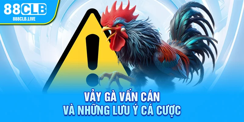 Vảy gà vấn cán và những lưu ý cá cược