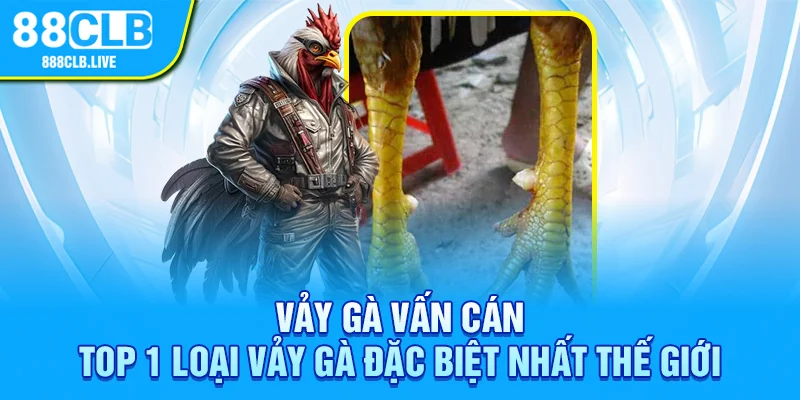 Vảy gà vấn cán